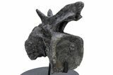 Sauropod Dinosaur (Diplodocus) Caudal Vertebra - Colorado #222507-2